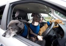 Los 6 mejores automóviles del 2024 para perros